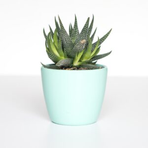 Moss Stone Planter